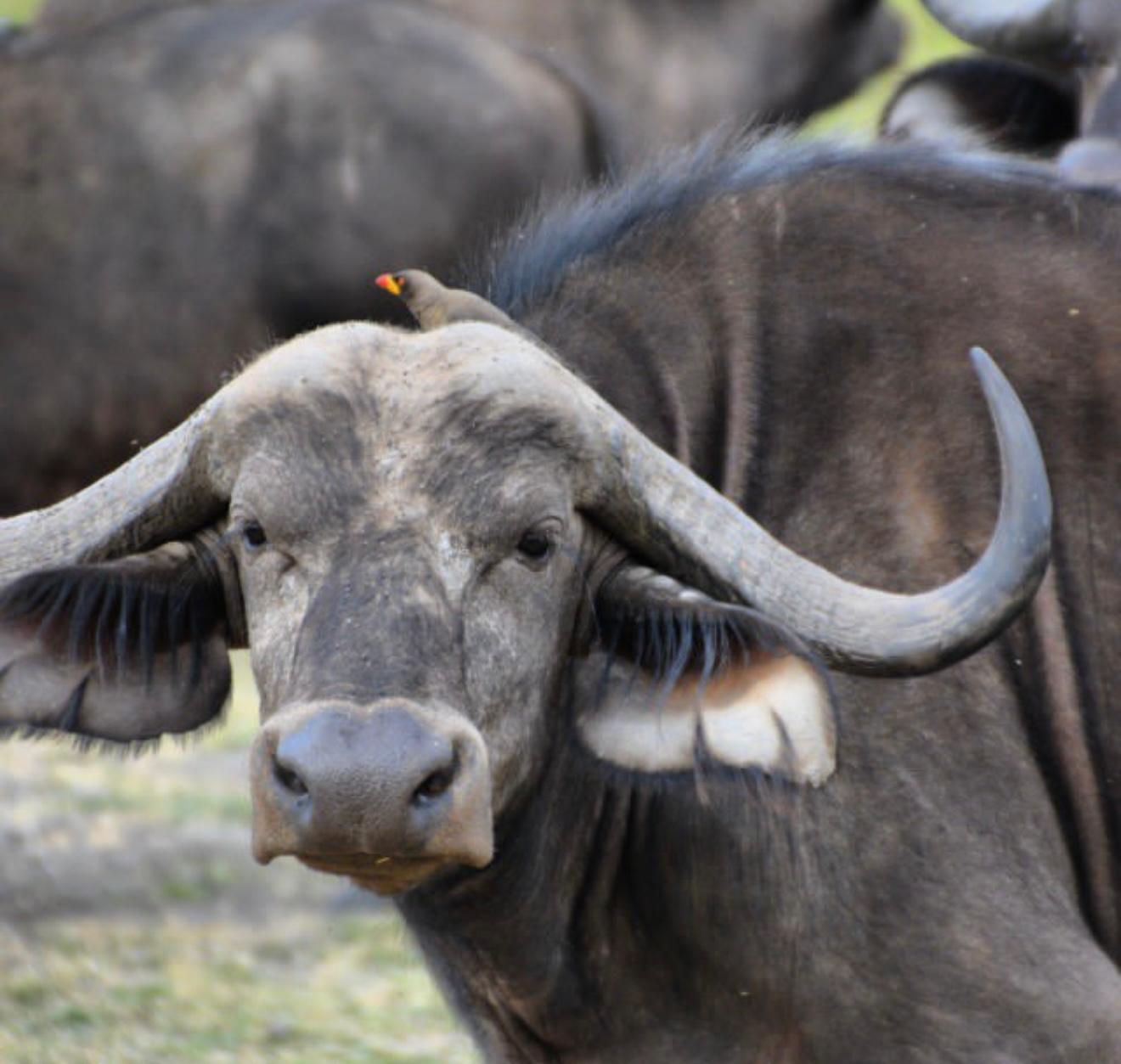 Mighty Tarangire, Ngorongoro Crater and Serengeti